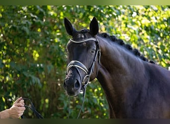 Hanoverian, Mare, 1 year, Black