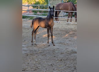 Hanoverian, Mare, 1 year, Black