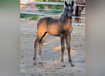 Hanoverian, Mare, 1 year, Black