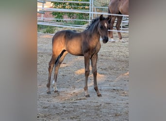 Hanoverian, Mare, 1 year, Black