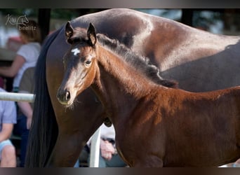 Hanoverian, Mare, 1 year, Black