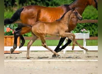 Hanoverian, Mare, 1 year, Black