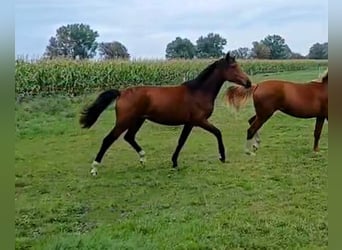 Hanoverian, Mare, 1 year, Brown