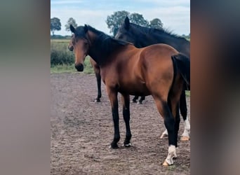 Hanoverian, Mare, 1 year, Brown