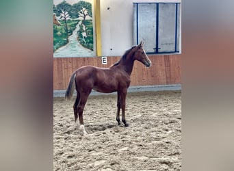 Hanoverian, Mare, 1 year, Brown