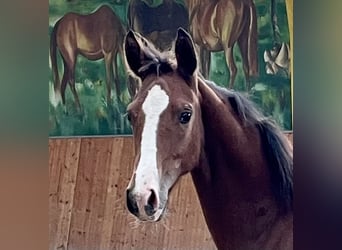 Hanoverian, Mare, 1 year, Brown