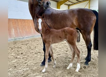 Hanoverian, Mare, 1 year, Brown