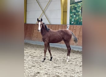 Hanoverian, Mare, 1 year, Brown