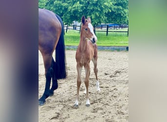 Hanoverian, Mare, 1 year, Brown