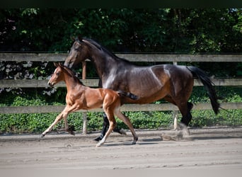 Hanoverian, Mare, 1 year, Brown