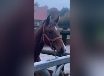 Hanoverian, Mare, 1 year, Brown