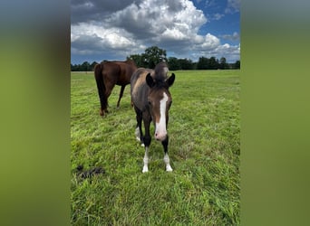Hanoverian, Mare, 1 year, Brown