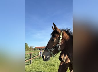 Hanoverian, Mare, 1 year, Brown