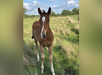 Hanoverian, Mare, 1 year, Brown