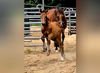 Hanoverian, Mare, 1 year, Can be white