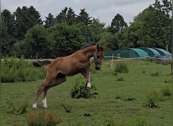 Hanoverian, Mare, 1 year, Can be white