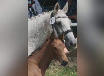 Hanoverian, Mare, 1 year, Can be white