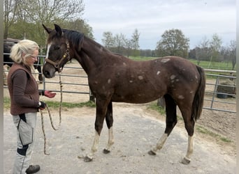 Hanoverian, Mare, 1 year, Can be white