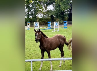 Hanoverian, Mare, 1 year, Can be white