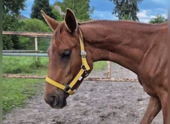 Hanoverian, Mare, 1 year, Chestnut