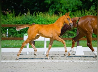Hanoverian, Mare, 1 year, Chestnut