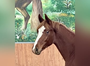 Hanoverian, Mare, 1 year, Chestnut-Red