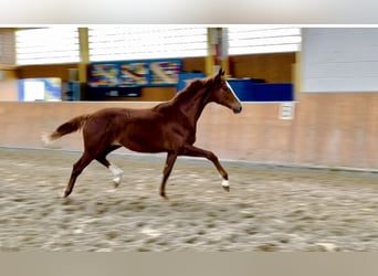 Hanoverian, Mare, 1 year, Chestnut-Red