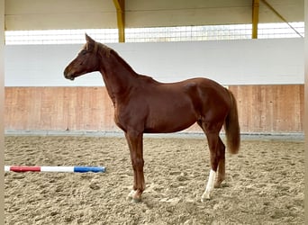 Hanoverian, Mare, 1 year, Chestnut-Red