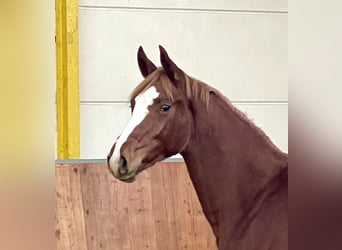 Hanoverian, Mare, 1 year, Chestnut-Red