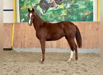 Hanoverian, Mare, 1 year, Chestnut-Red