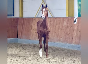 Hanoverian, Mare, 1 year, Chestnut-Red