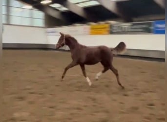 Hanoverian, Mare, 1 year, Chestnut-Red