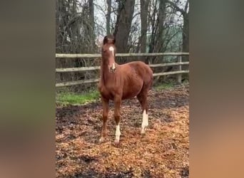 Hanoverian, Mare, 1 year, Chestnut-Red