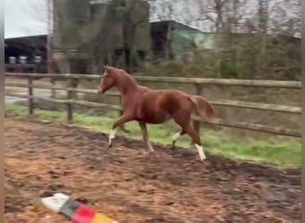 Hanoverian, Mare, 1 year, Chestnut-Red