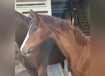 Hanoverian, Mare, 1 year, Chestnut-Red