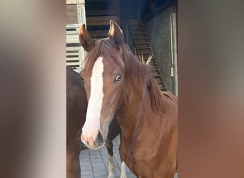 Hanoverian, Mare, 1 year, Chestnut-Red