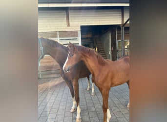 Hanoverian, Mare, 1 year, Chestnut-Red