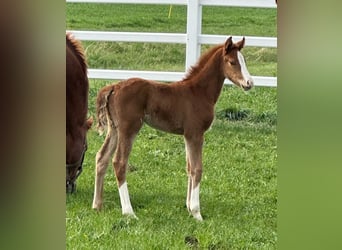 Hanoverian, Mare, 1 year, Chestnut-Red