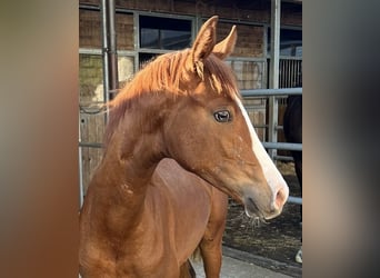 Hanoverian, Mare, 1 year, Chestnut-Red