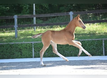 Hanoverian, Mare, 1 year, Chestnut-Red