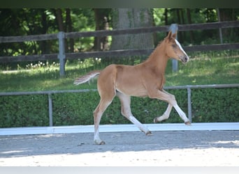 Hanoverian, Mare, 1 year, Chestnut-Red