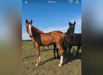 Hanoverian, Mare, 1 year, Chestnut-Red