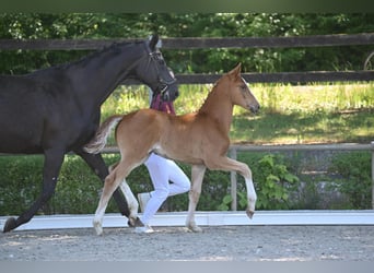 Hanoverian, Mare, 1 year, Chestnut-Red