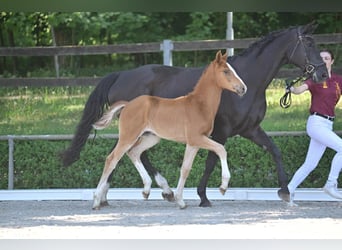 Hanoverian, Mare, 1 year, Chestnut-Red