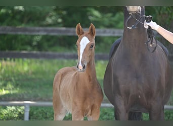 Hanoverian, Mare, 1 year, Chestnut-Red
