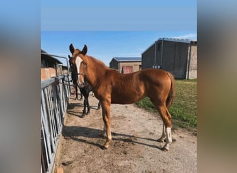 Hanoverian, Mare, 1 year, Chestnut-Red