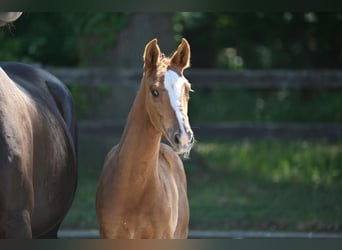 Hanoverian, Mare, 1 year, Chestnut-Red