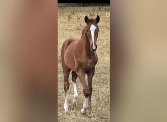Hanoverian, Mare, 1 year, Chestnut-Red