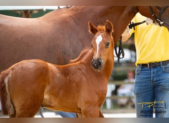 Hanoverian, Mare, 1 year, Chestnut