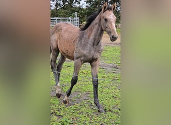 Hanoverian, Mare, 1 year, Grey